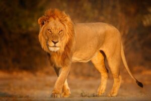 Mufasa: Der König Der Löwen – Wann Auf Disney Plus? Starttermin und Streaming-Informationen zum Film