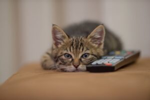 17 Wann Kommt Die Neue Staffel Von XO, Kitty Auf Netflix? Aktuelle Informationen zur neuen Staffel von XO, Kitty