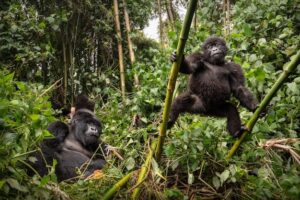 Wie viele King-Kong-Filme gibt es? Ein Überblick über alle bekannten King-Kong-Verfilmungen